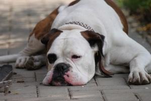 a sleepy dog